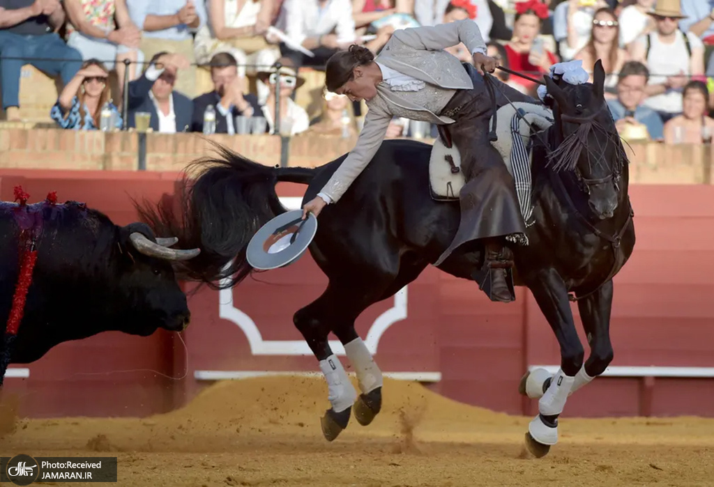 جشنواره گاوبازی در اسپانیا