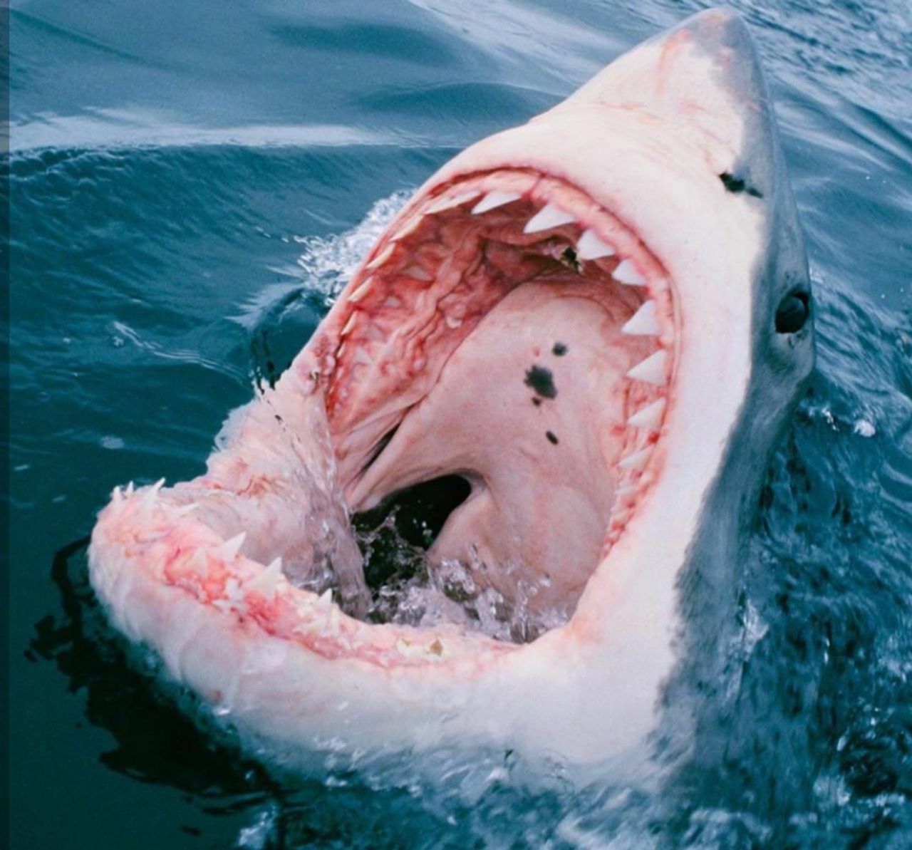 بعید است دندان های تیز کوسه را از این زاویه دیده باشید!