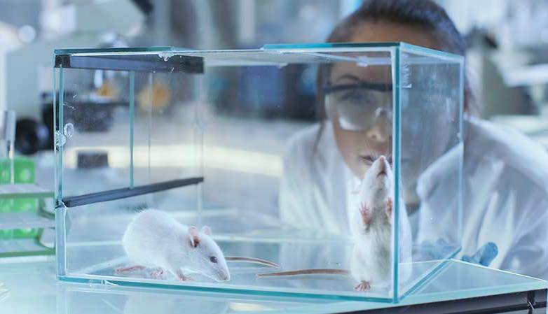 چرا از موش ها در تحقیقات علمی استفاده می شود؟