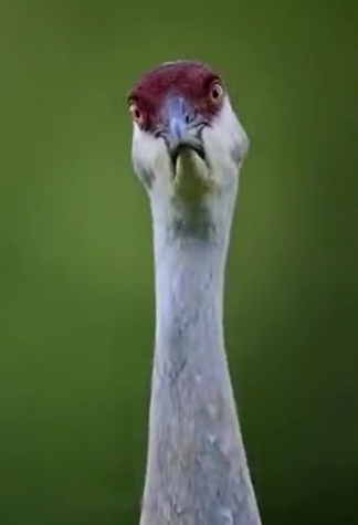 نمایی متفاوت از یکی از قدیمی ترین پرندگان کره زمین