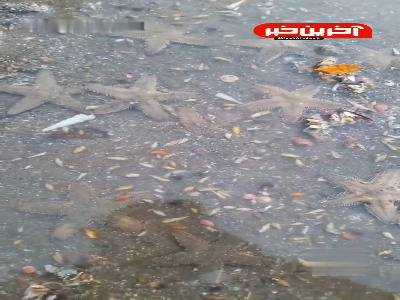 موجودات جالب سواحل هرمزگان