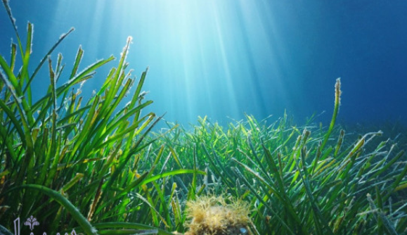 چراعلف های دریایی شیرین هستند