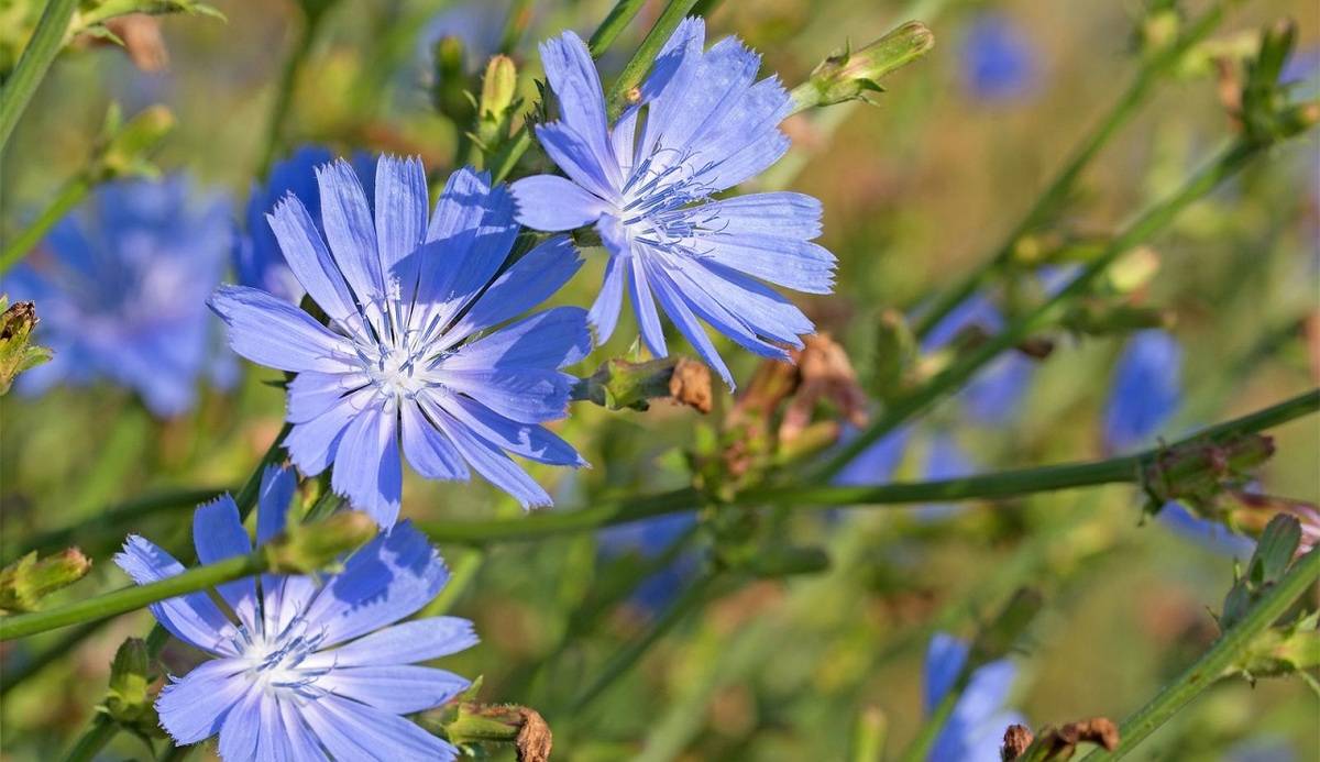 کاسنی؛ متخصص سلامت