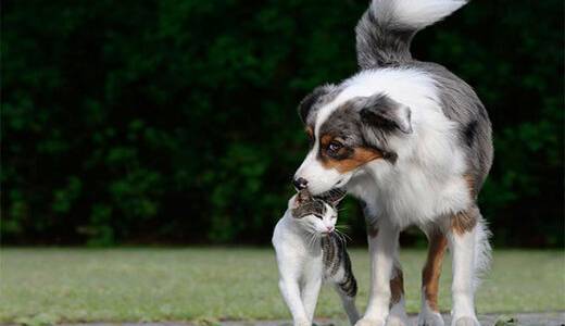 رئیس پلیس راهور تهران: جریمه سگ‌گردانی از مبلغ غذای سگ بسیار کمتر است