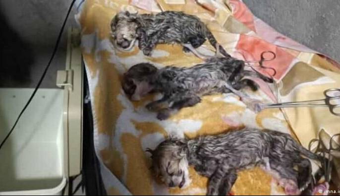 غلط در آمدن تشخیص جنسیت فرزندان ایران؛ توله ها نر هستند