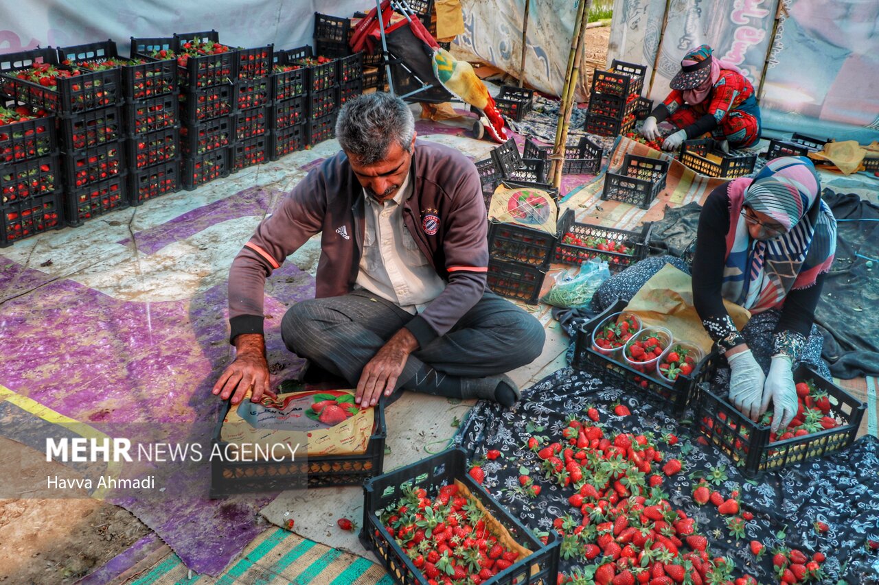 عکس/ فصل برداشت توت فرنگی در بهنمیر