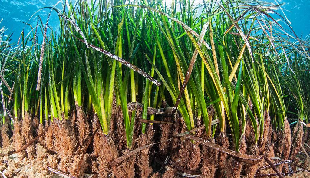 کشف کوه‌های عظیم شکر در زیر اقیانوس!