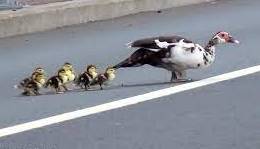 عبور خانواده اردک از خیابان و توقف خودروها