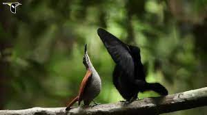 تلاشش قابل تحسین بود!