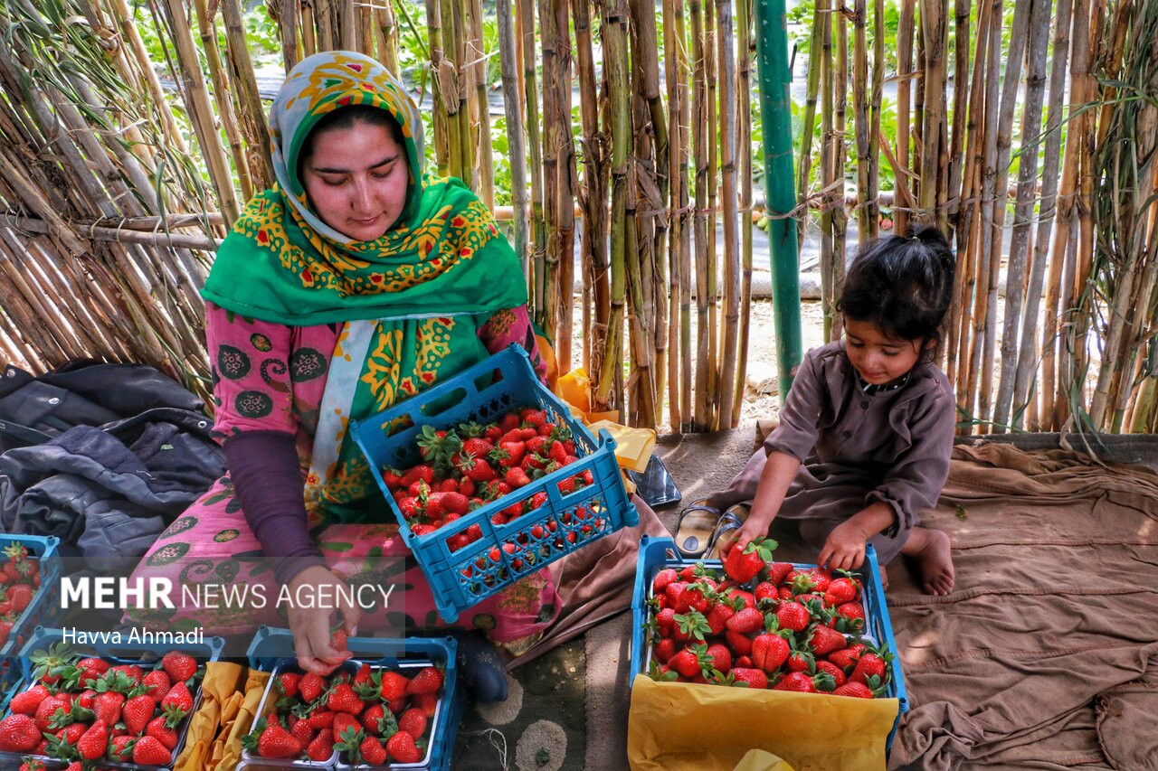 عکس/ فصل برداشت توت فرنگی در بهنمیر