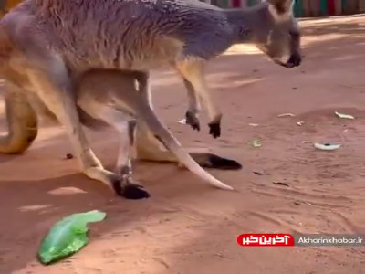 ای کاش هیچوقت بزرگ نمیشد!