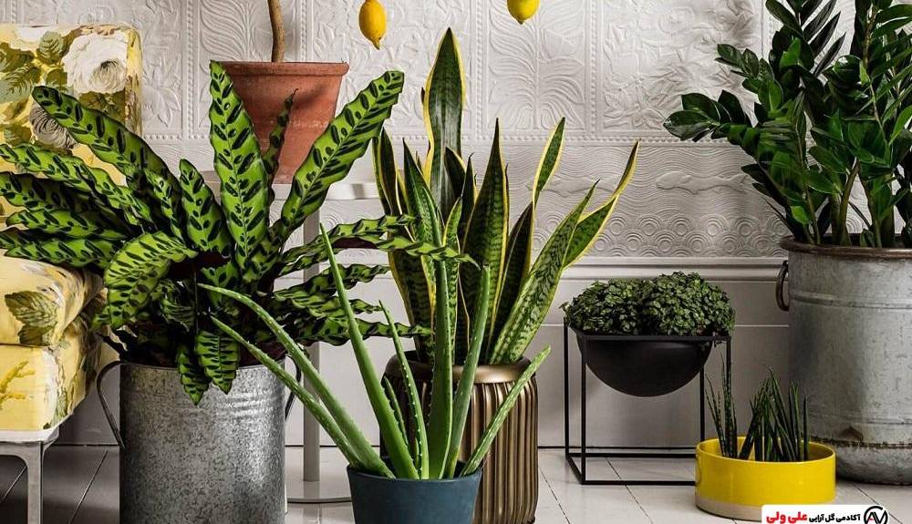 12 گیاه بمب انرژی مثبت در فنگ شویی