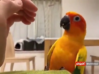 فقط لحظه ای که میفهمه این دست خطری نداره…