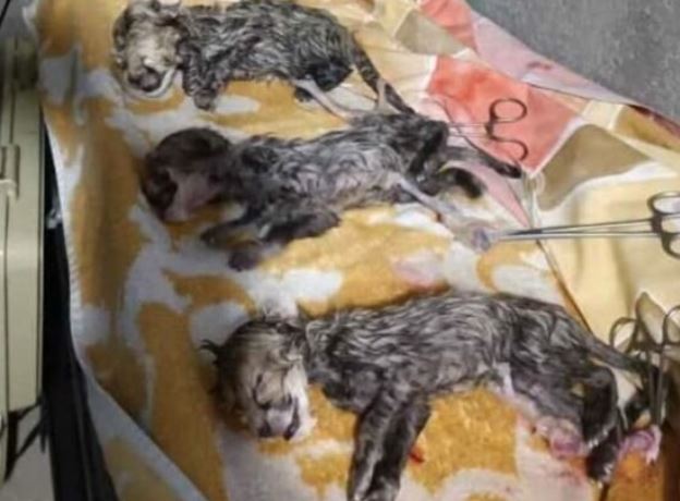 مرگ در کمین توله یوزهای ایران و فیروز