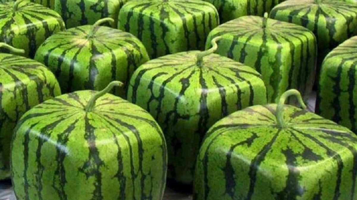 تا حالا هندونه مربعی دیده بودین؟