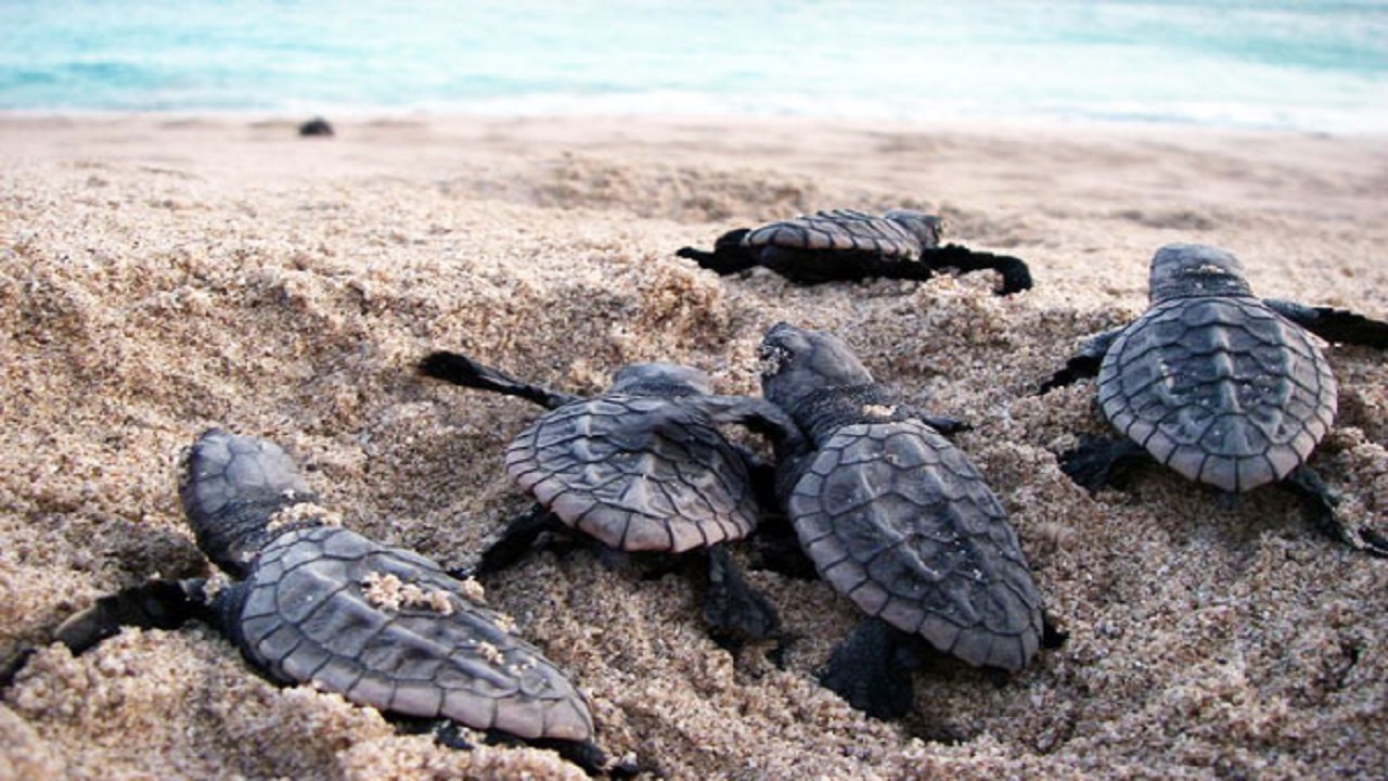 همدلی لاک پشت ها