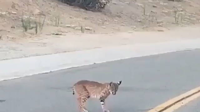 نبرد گربه دم کوتاه و مار زنگی