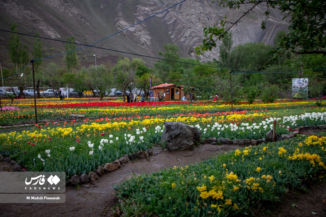 عکس/ جشنواره گل‌های لاله آسارا