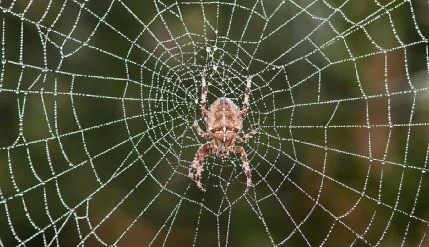 راز چگونگی ساخت تار عنکبوت کشف شد 