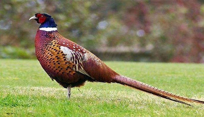 برآورد وجود ۶۹۳۸ فرد قرقاول ایرانی در آخرین سرشماری