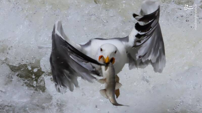 عکس/ ماهیگیری مرغ دریایی