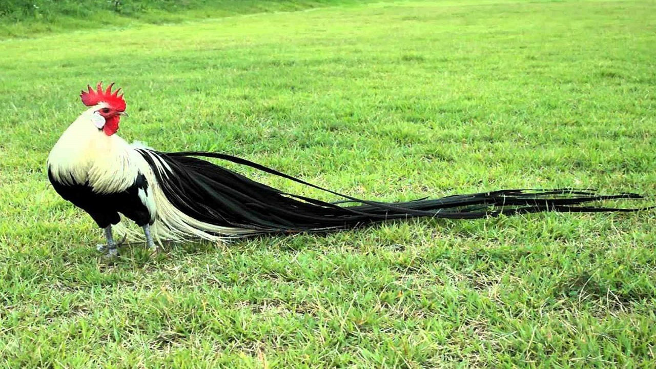 ویدئویی متفاوت از گونه زیبا و عجیب خروس در کشور ژاپن