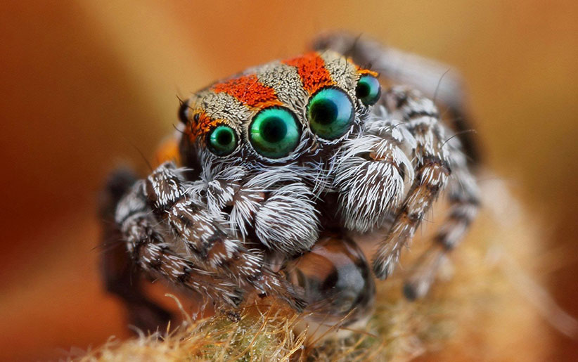 حشره جالبی به نام عنکبوت شاخ گاو یا عنکبوت شاخدار