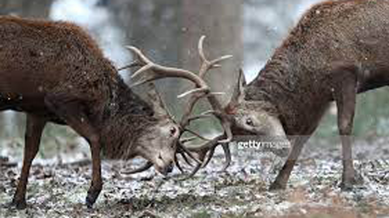 مرگ دو گوزن به علت گیر کردن شاخ هایشان