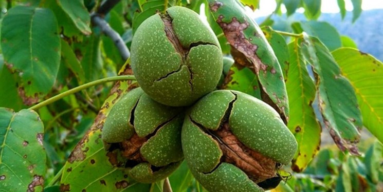 کشت گردوی گرمسیری پیوندی برای نخستین بار در استان سمنان