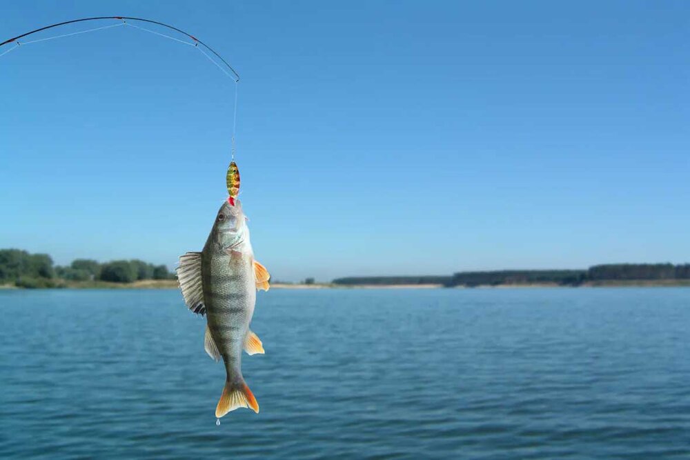 جشنواره ماهیگیری با سبد در هند