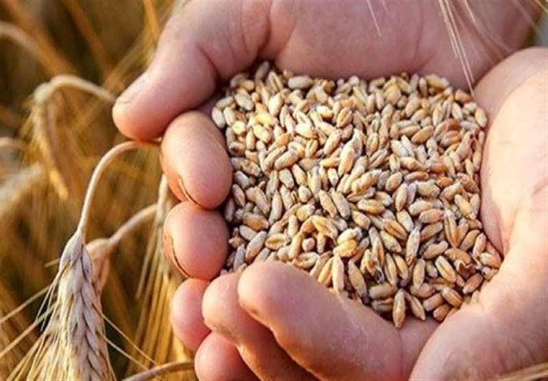 شرکت بازرگانی دولتی ایران: مصرف گندم پس از اصلاح یارانه‌ها ۳۰ درصد کم می‌شود