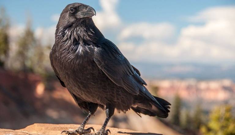 کلاغ‌ها و غراب‌ها به‌دلیل هوش بسیار زیادشان دنیا را تسخیر کردند