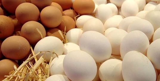 صادرات تخم مرغ آزاد شد