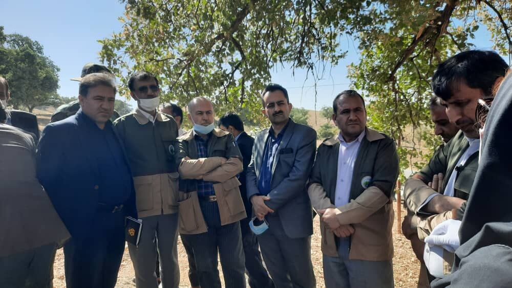 بیش از ۳ درصد از جنگلهای کهگیلویه و بویراحمد دچار آفت پروانه برگخوار سفید شد