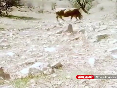 مثل یک توپ استپ کرد!