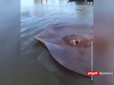 تصاویری از به دام افتادن لقمه ماهی غول پیکر