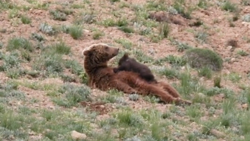 شیر دادن خرس قهوه‌ای به توله‌اش