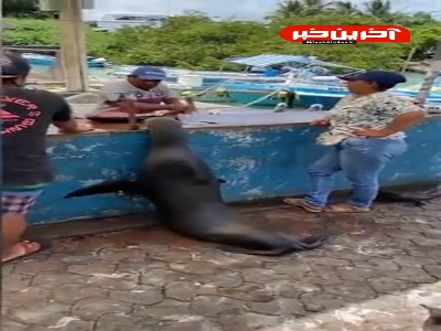 ایستاده تا صبحانه شو بگیره