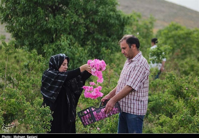 آغاز برداشت گلِ محمدی از مزارع محلات