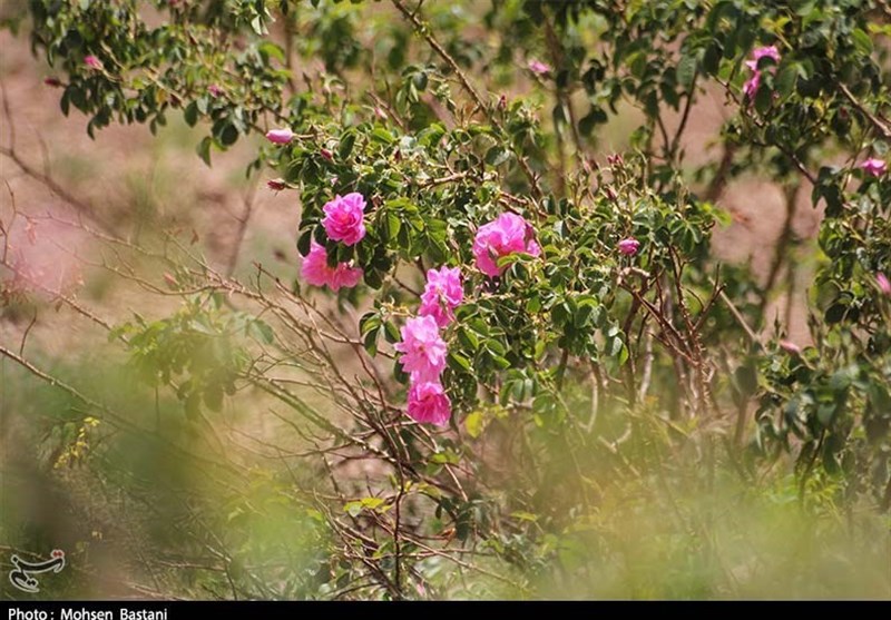 آغاز برداشت گلِ محمدی از مزارع محلات
