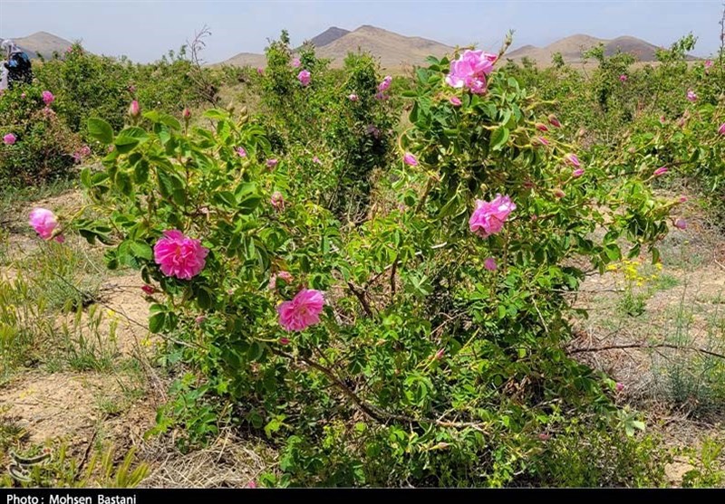 آغاز برداشت گلِ محمدی از مزارع محلات