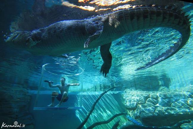 چشم تو چشم کروکودیل در ترسناک‌ترین آکواریوم دریایی