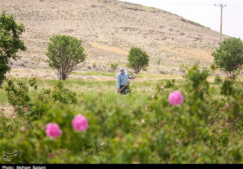 آغاز برداشت گلِ محمدی از مزارع محلات