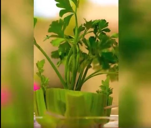 کاشت کرفس در گلدان