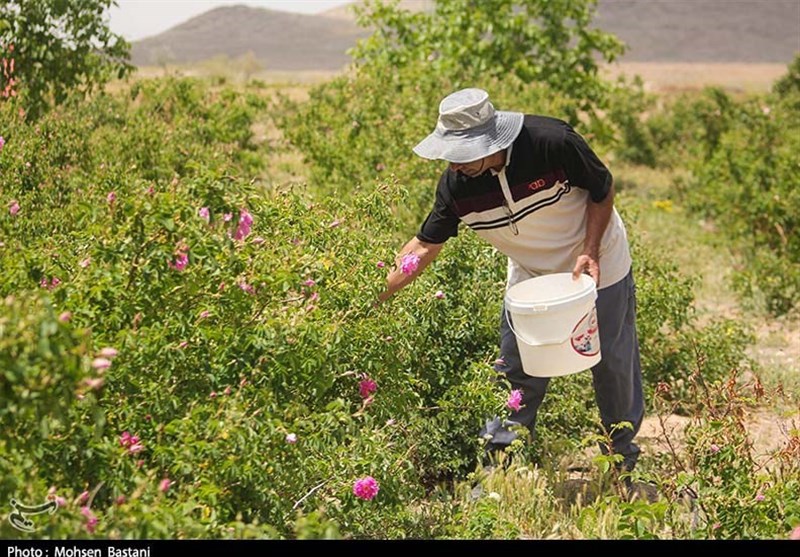 آغاز برداشت گلِ محمدی از مزارع محلات