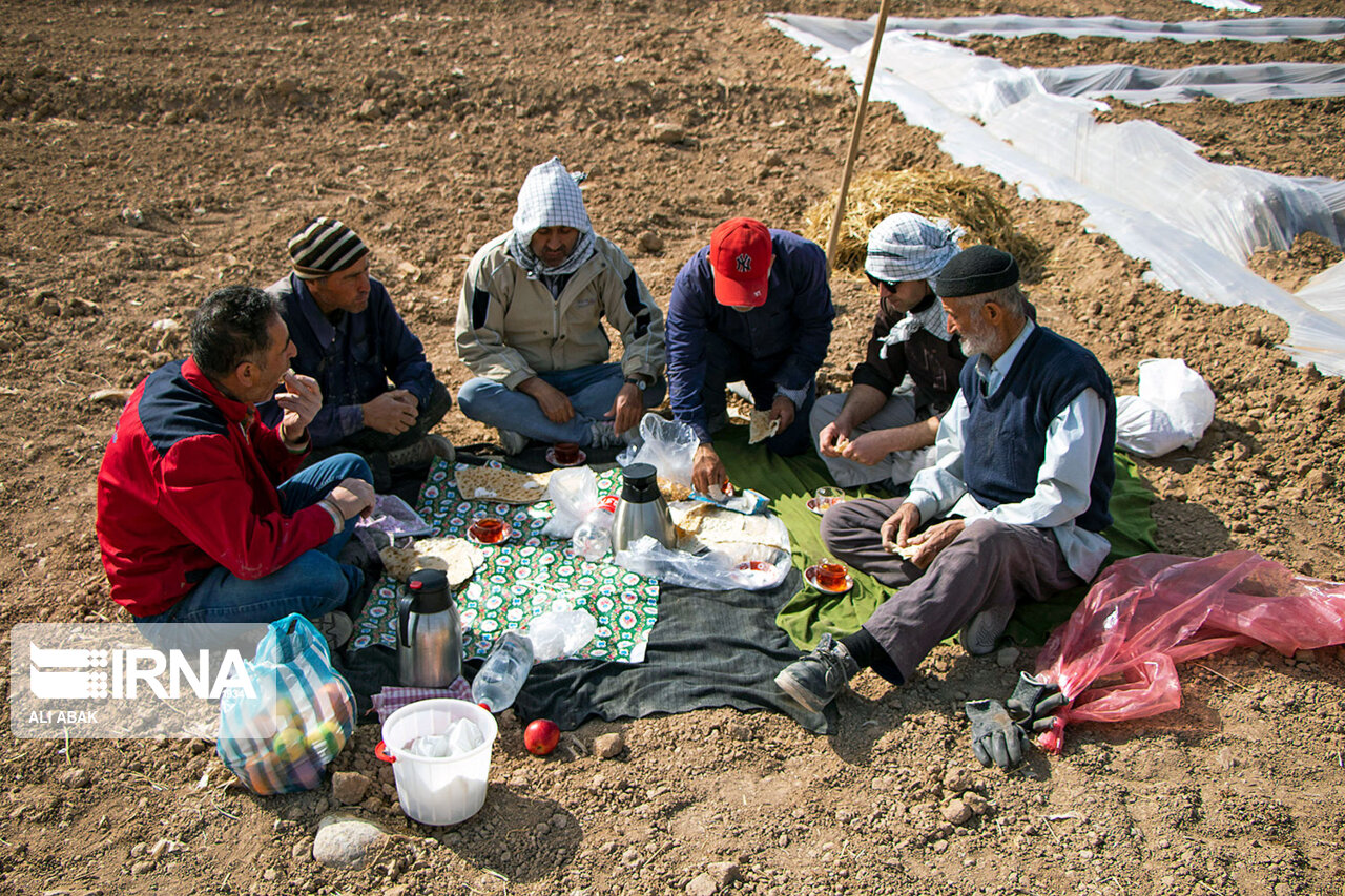  کشت زیر پلاستیکی خربزه