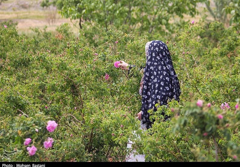 آغاز برداشت گلِ محمدی از مزارع محلات