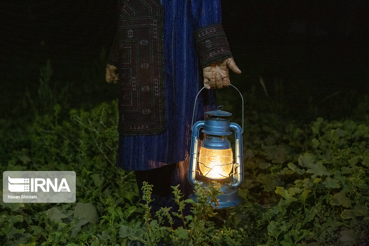 عکس/ برداشت محصول در "جازموریان" کرمان