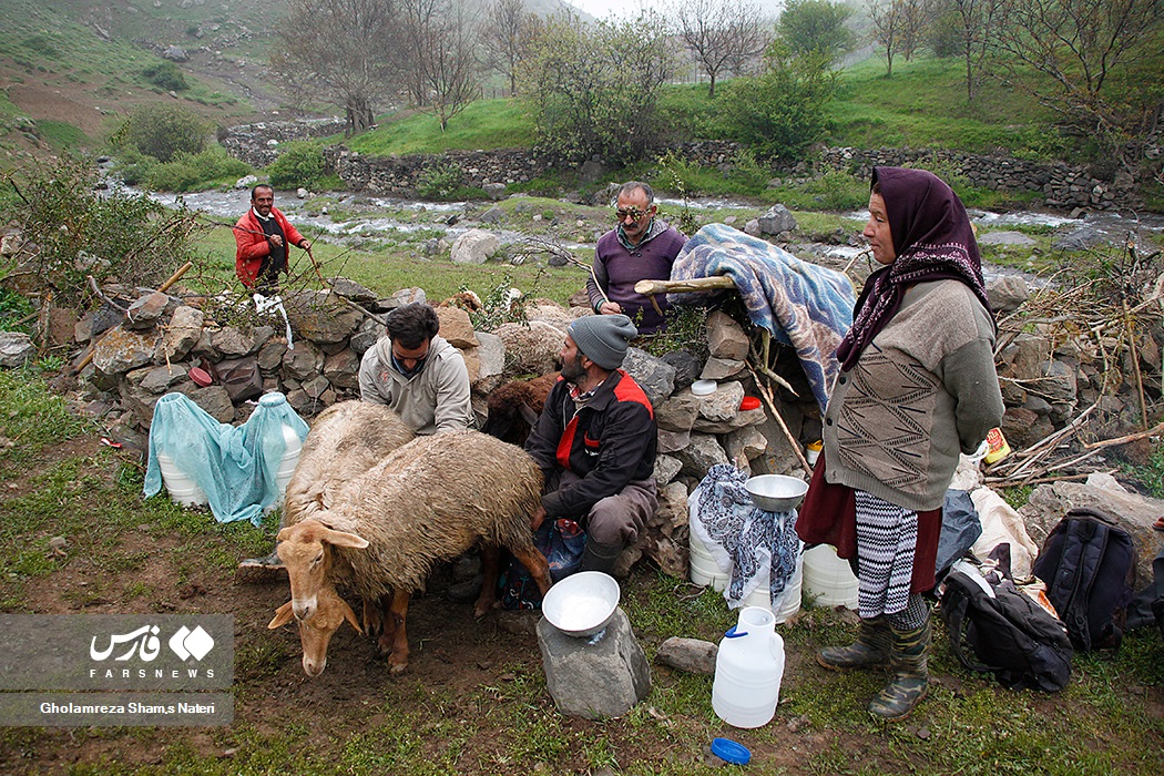 عکس/ «بَره کِشی » در بهارِ مازندران