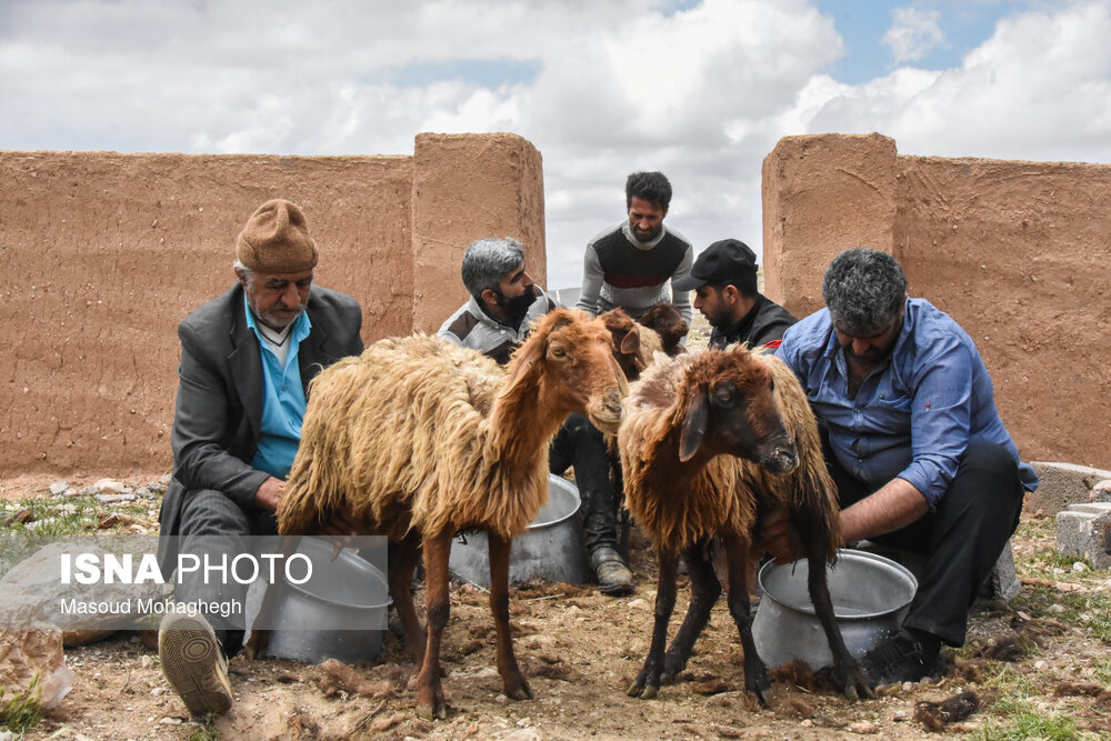آیین سنتی «شیردوشان» – دیباج دامغان